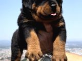 Heybetli Üst Kalite Irk Garantili Rottweiler Yavrular