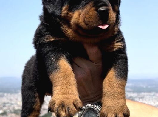 Heybetli Üst Kalite Irk Garantili Rottweiler Yavrular görsel