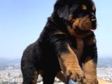Heybetli Üst Kalite Irk Garantili Rottweiler Yavrular