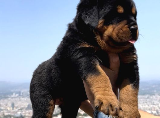 Heybetli Üst Kalite Irk Garantili Rottweiler Yavrular görsel