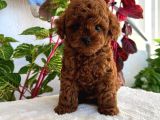 Kore Teacup Poodle