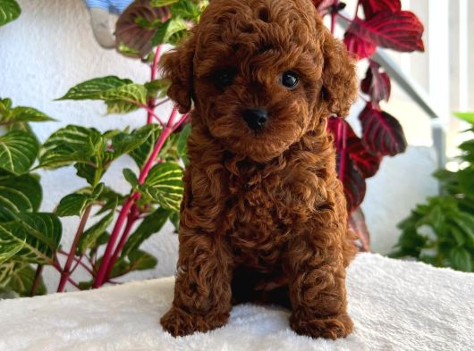 Kore Teacup Poodle görsel