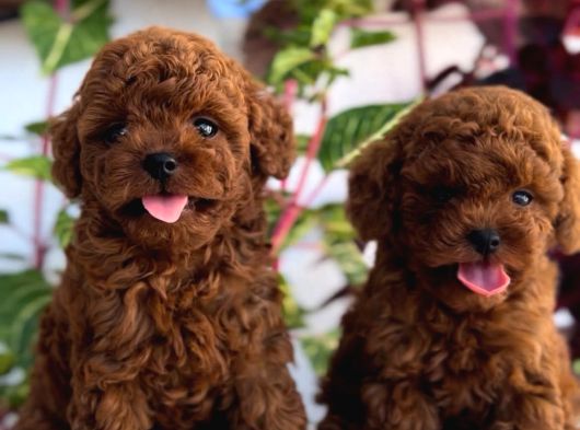 Kore Teacup Poodle