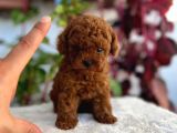 Kore Teacup Poodle