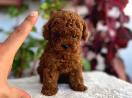 Kore Teacup Poodle görsel