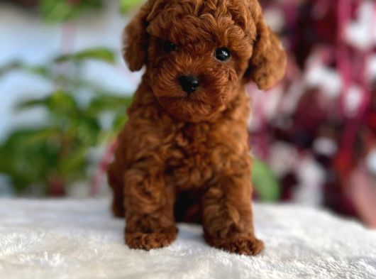 Kore Teacup Poodle görsel
