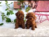 Kore Teacup Poodle