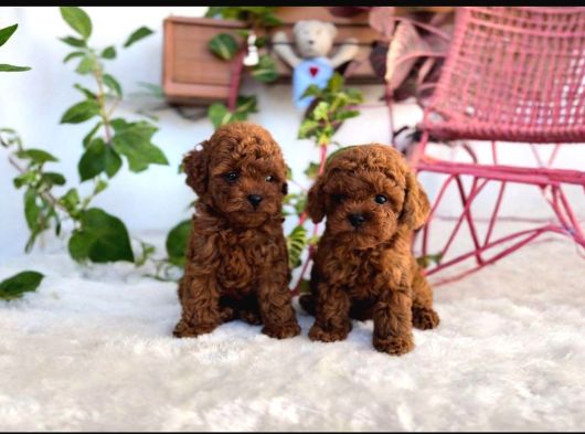 Kore Teacup Poodle görsel