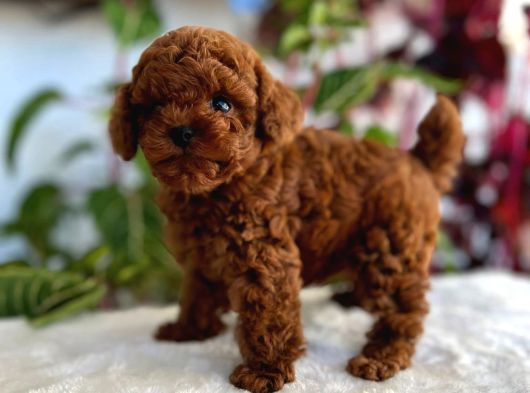 Kore Teacup Poodle görsel