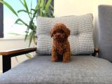 Kore Teacup Poodle