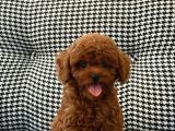 Kore Teacup Poodle