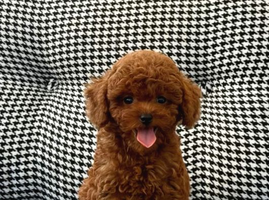 Kore Teacup Poodle görsel