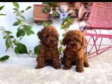 Kore Teacup Poodle