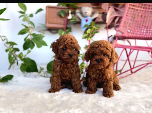 Kore Teacup Poodle görsel
