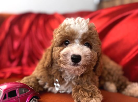 Particolor Toypoodle