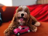 Particolor Toypoodle