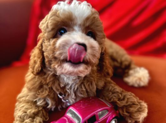 Particolor Toypoodle görsel