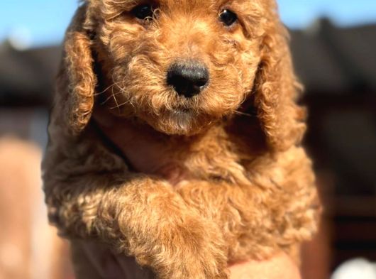 Dev Poodle Çok Şirin Yavrula görsel