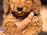 Dev Poodle Çok Şirin Yavrula