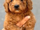 Dev Poodle Çok Şirin Yavrula