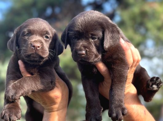 Labrador Redriever Sevimli Yavrular