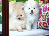 Pomeranian Boo Sevimli Yavr