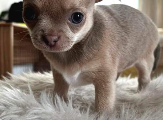2 Aylık Chihuahua Yavrularımız Sahiplendirilmeye Hazır - Pat