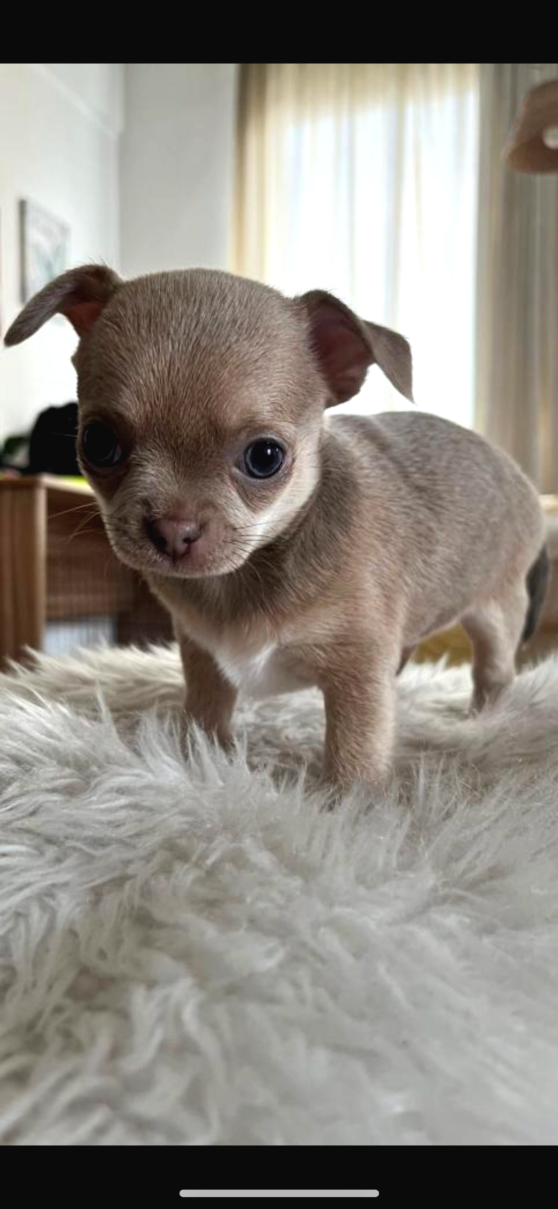 2 Aylık Chihuahua Yavrularımız Sahiplendirilmeye Hazır - Pat