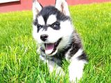 Husky Sibirya Kurdu Erkek Dişi Yavrular