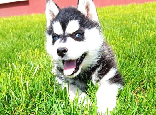 Husky Sibirya Kurdu Erkek Dişi Yavrular görsel