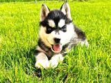 Husky Sibirya Kurdu Erkek Dişi Yavrular