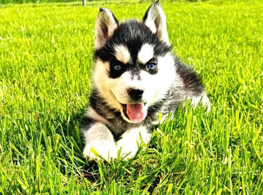 Husky Sibirya Kurdu Erkek Dişi Yavrular görsel