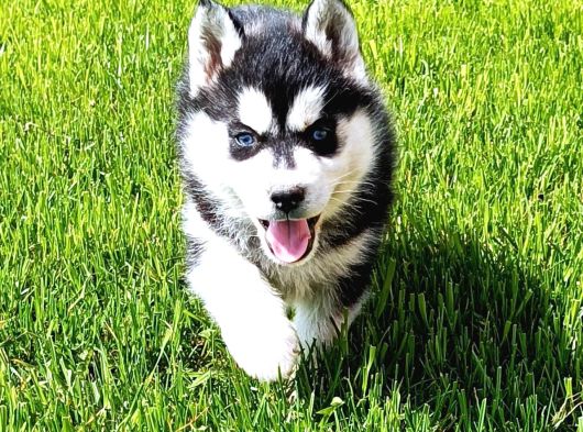 Husky Sibirya Kurdu Erkek Dişi Yavrular