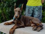 Türkiye geneli referanslarımızla en özel doberman yavrular