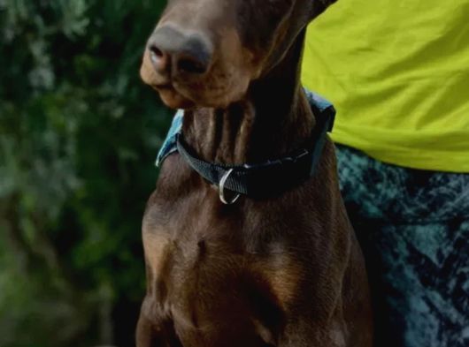 Türkiye Geneli Referanslarımızla En Özel Doberman Yavrular görsel