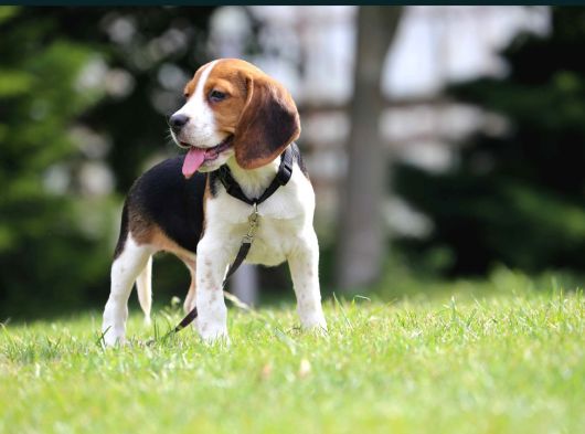 3 Renk Özel Beagle Yavrularımız görsel