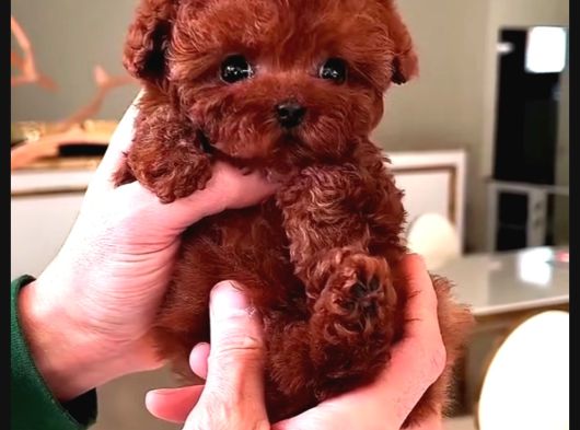 Toypoodle Sevimli Yavrular görsel