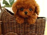 Toypoodle sevimli yavrular