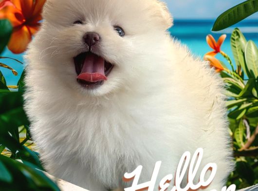 Pomeranian Boo Sevimli Yavr