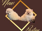 Pomeranian Boo Sevimli Yavr