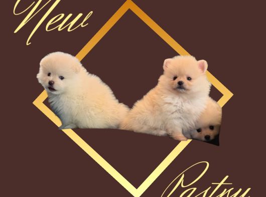 Pomeranian Boo Sevimli Yavr görsel