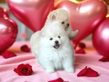 Pomeranian Boo Sevimli Yavr