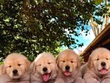 TÜRKİYENİN EN ÖZEL GOLDEN RETRİEVER YAVRULARİ SİZLERİ BEKLİY