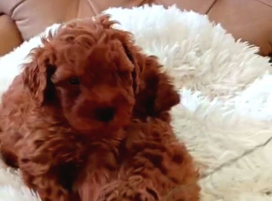Toy Poodle Yavrularında Son Nokta görsel