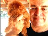 Toy Poodle Yavrularında Son Nokta