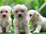 Maltese Terrier Yavrularımız