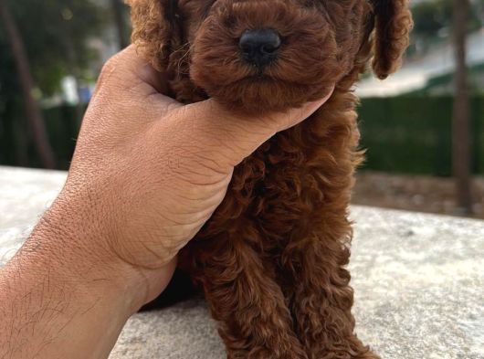 Dark Brown Kore Poodle Yavrularimiz görsel