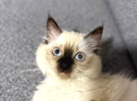4 Aylık Ragdol Kedi