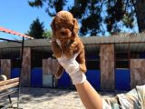 Mıcro Maltıpo Bebışler Ticap
