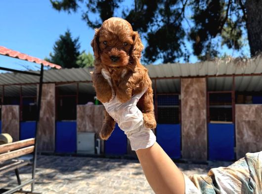 Mıcro Maltıpo Bebışler Ticap görsel